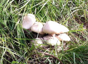 Cluster of young M. titans mushrooms growing in grass